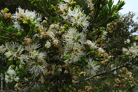Melaleuca halmaturorum f Denzel Murfet Tokuramoar_24418